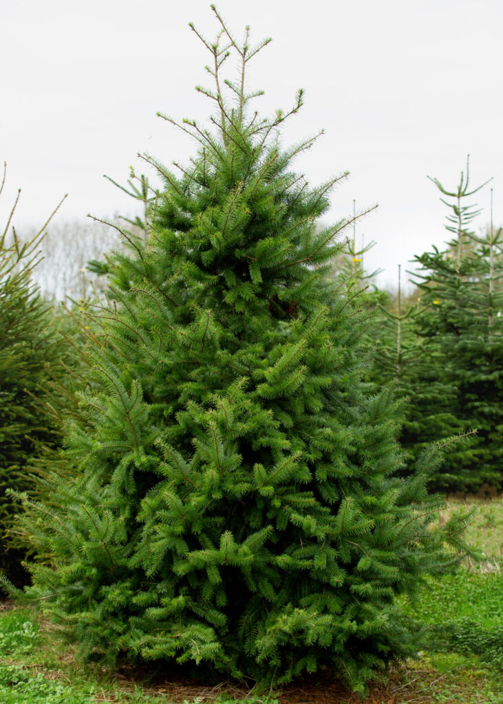 Fir Douglas Fir 731x1024