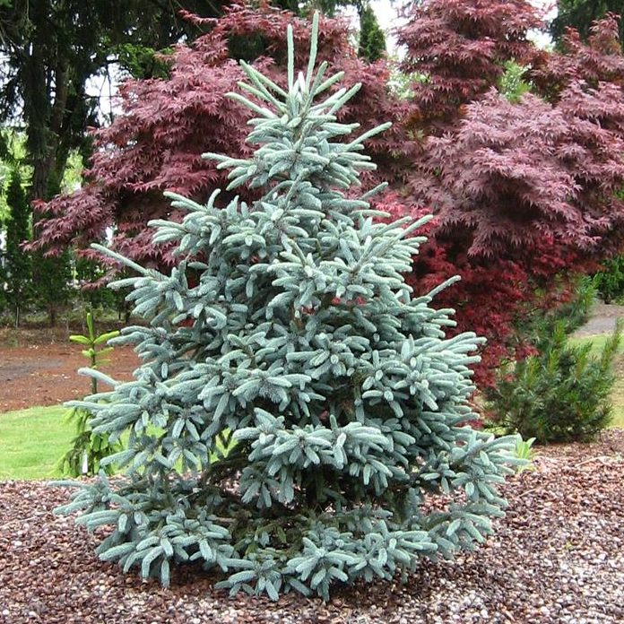 Pauls Select Norway Spruce