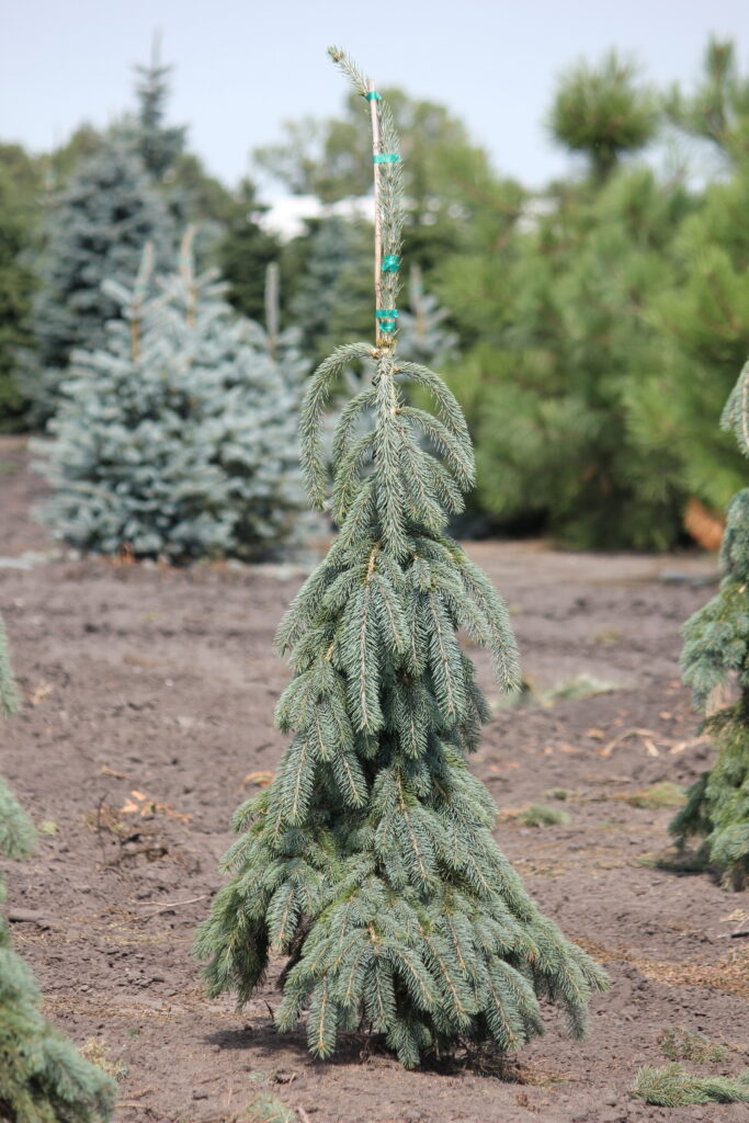 weeping white spruce