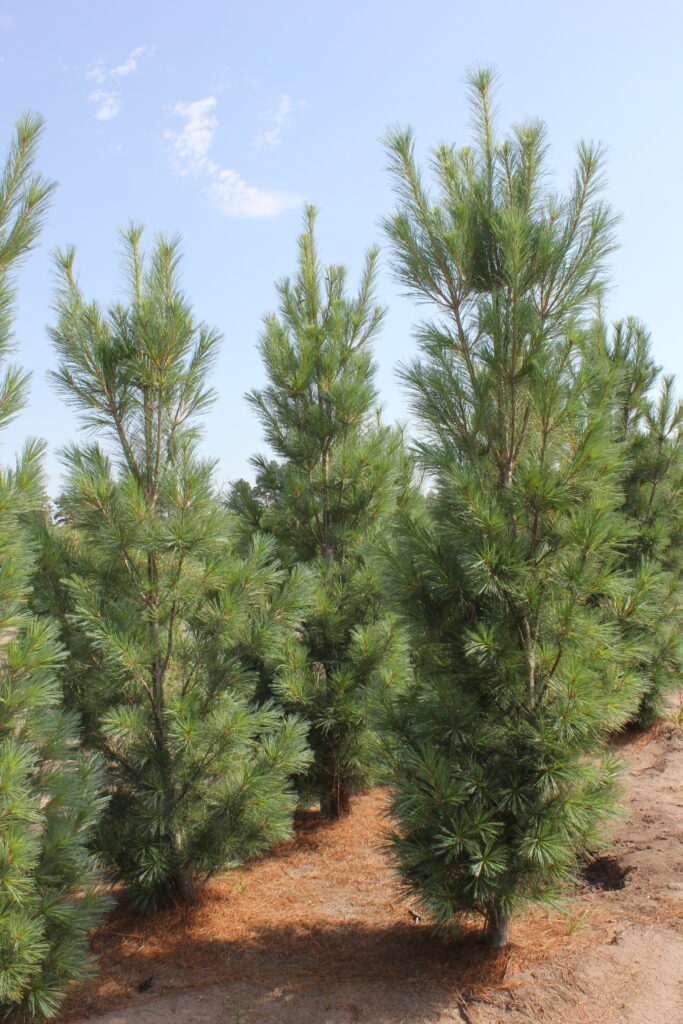 Fastigata EWP 683x1024