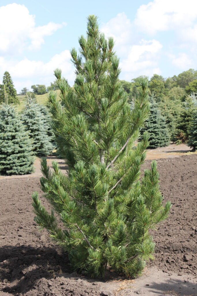 Prairie Statesman5 683x1024