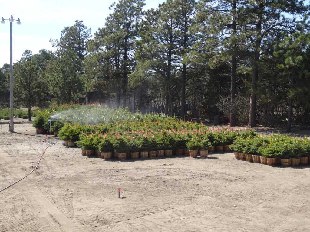 2 To 5 Colorado Spruce 1024x768