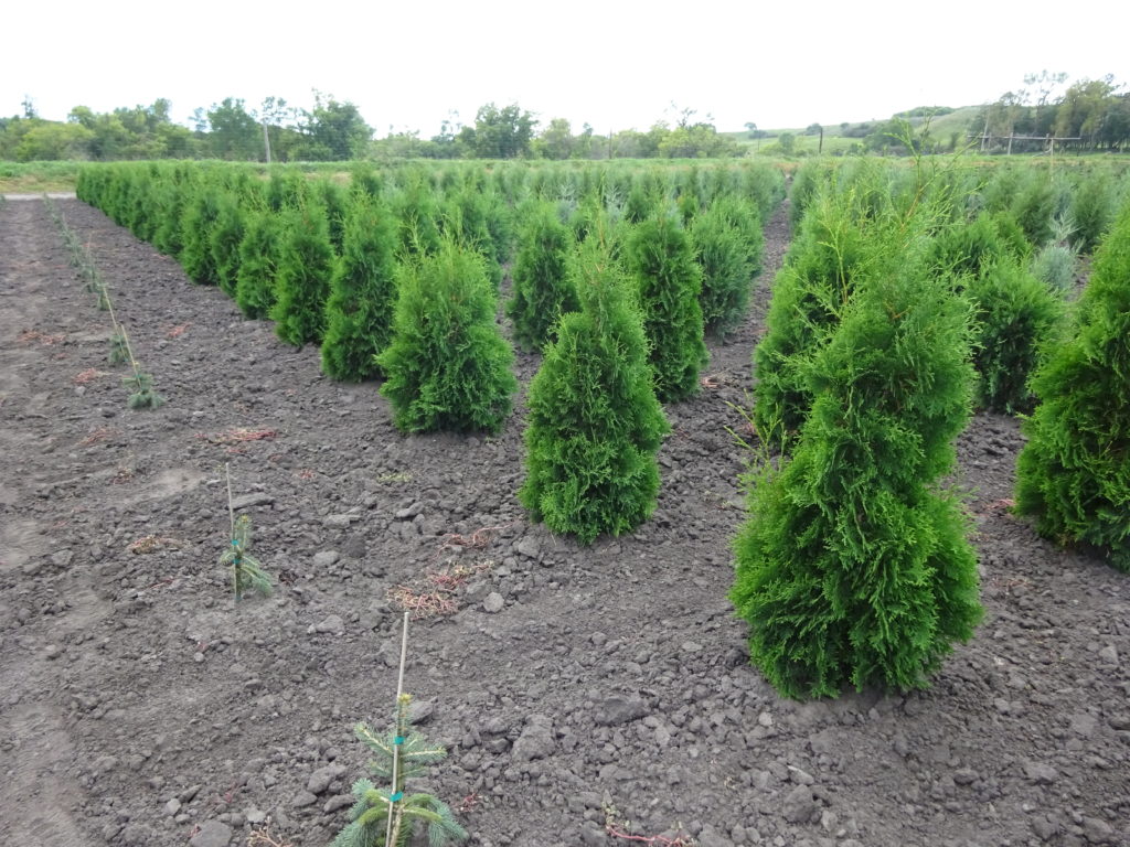 evergreens for sale