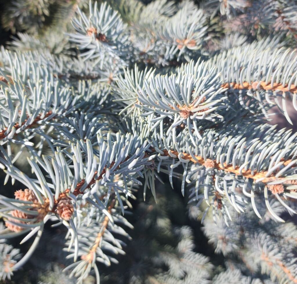 Cropped Col Blue 4 Rotated 1 1024x981