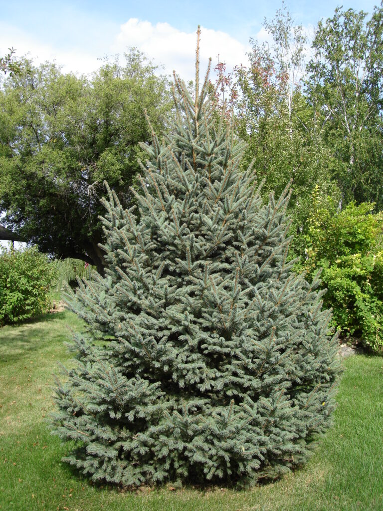 Meyers Spruce 003 2 768x1024