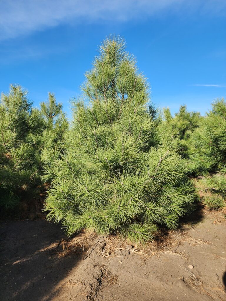 Pond Pine 2 768x1024