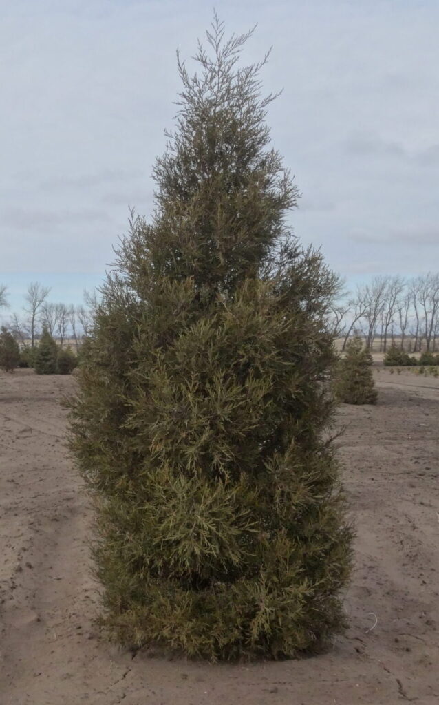 RMJ DSC03985 Scaled E1767988186833 638x1024