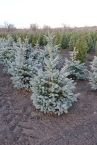 evergreens for sale